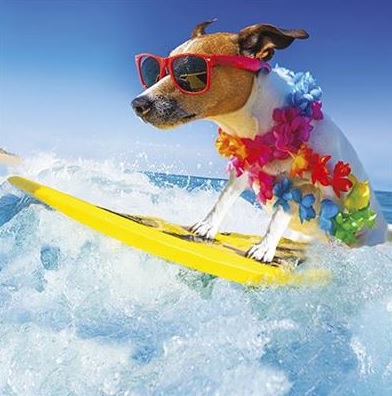 Čestitka SURFING DOG 