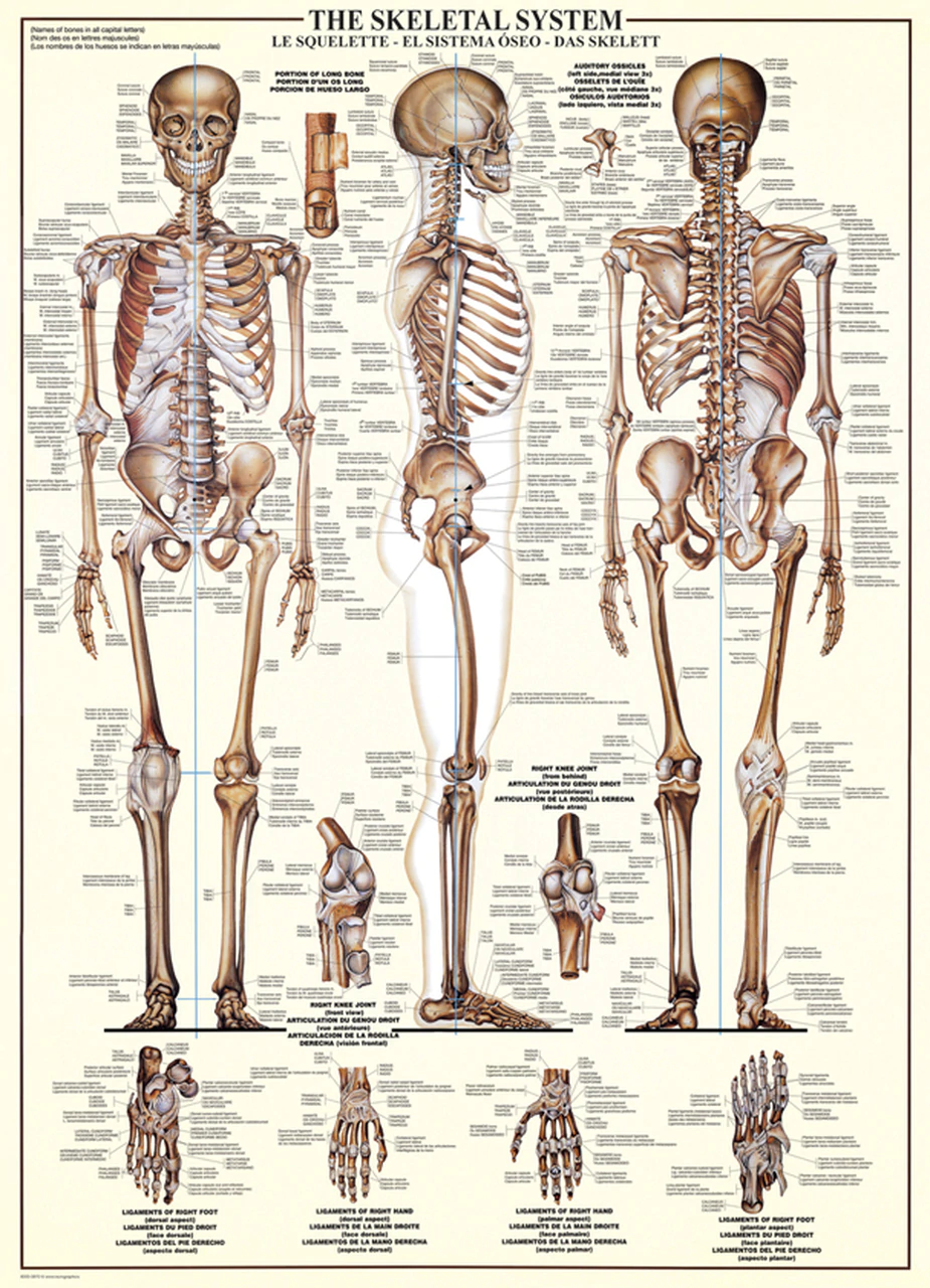 Puzzle THE SKELETAL SYSTEM 1000kom 
