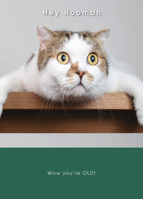 Rođendanska čestitka SHOCKED CAT 