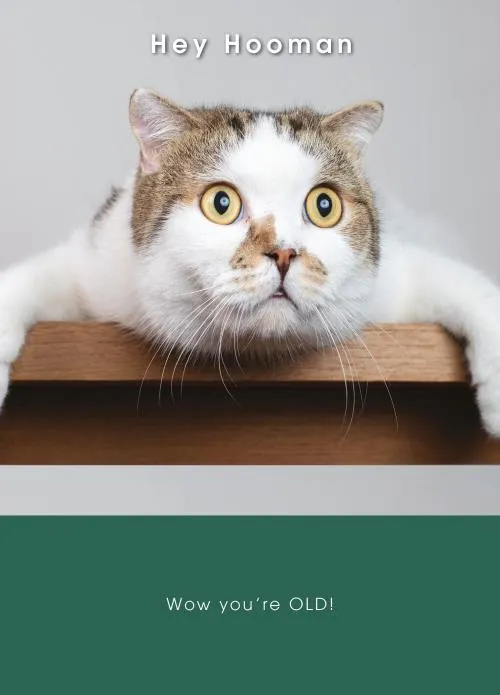 Rođendanska čestitka SHOCKED CAT 
