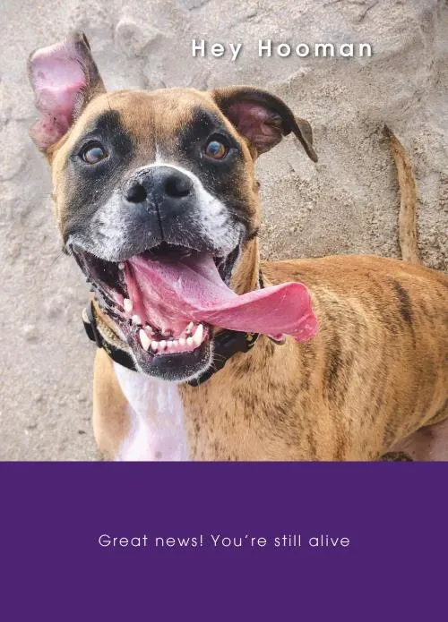 Rođendanska čestitka GOOFY BOXER 
