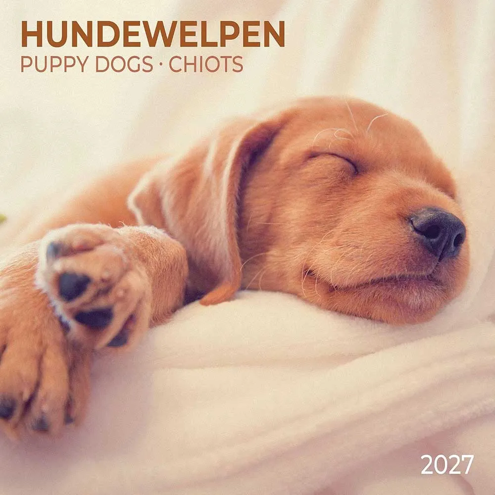 Zidni kalendar 2027 TUSHITA Hundewelpen / Puppy Dogs
