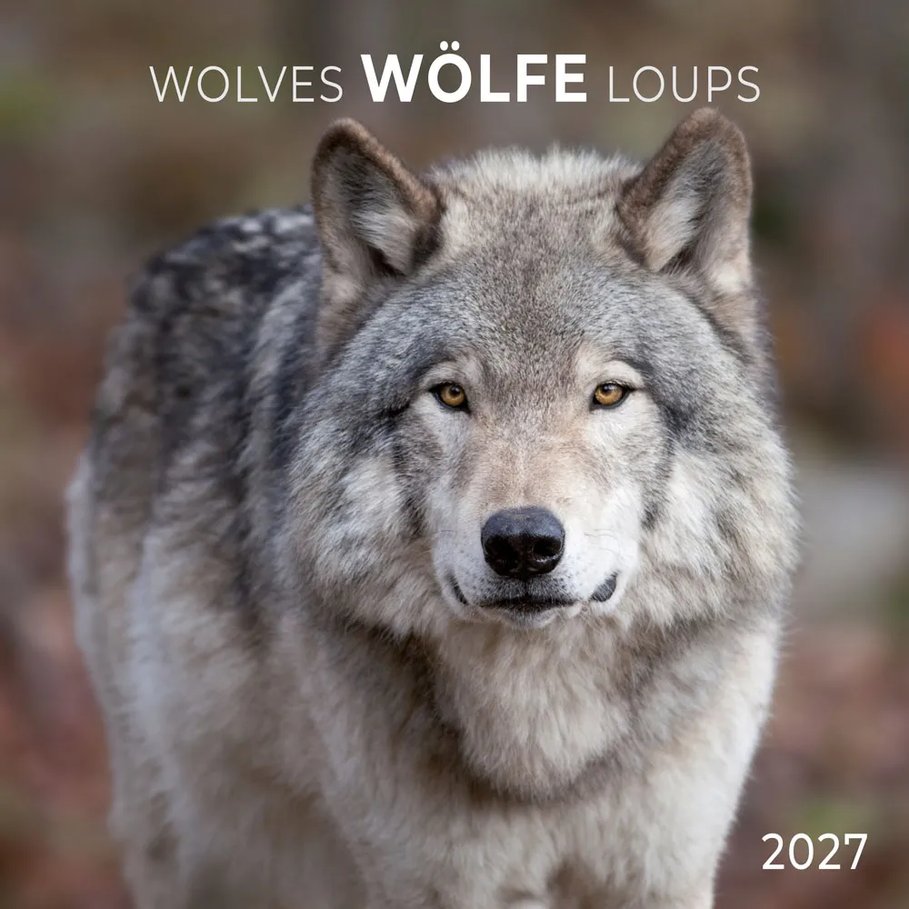 TUSHITA zidni kalendar WOLFE/WOLVES 2027