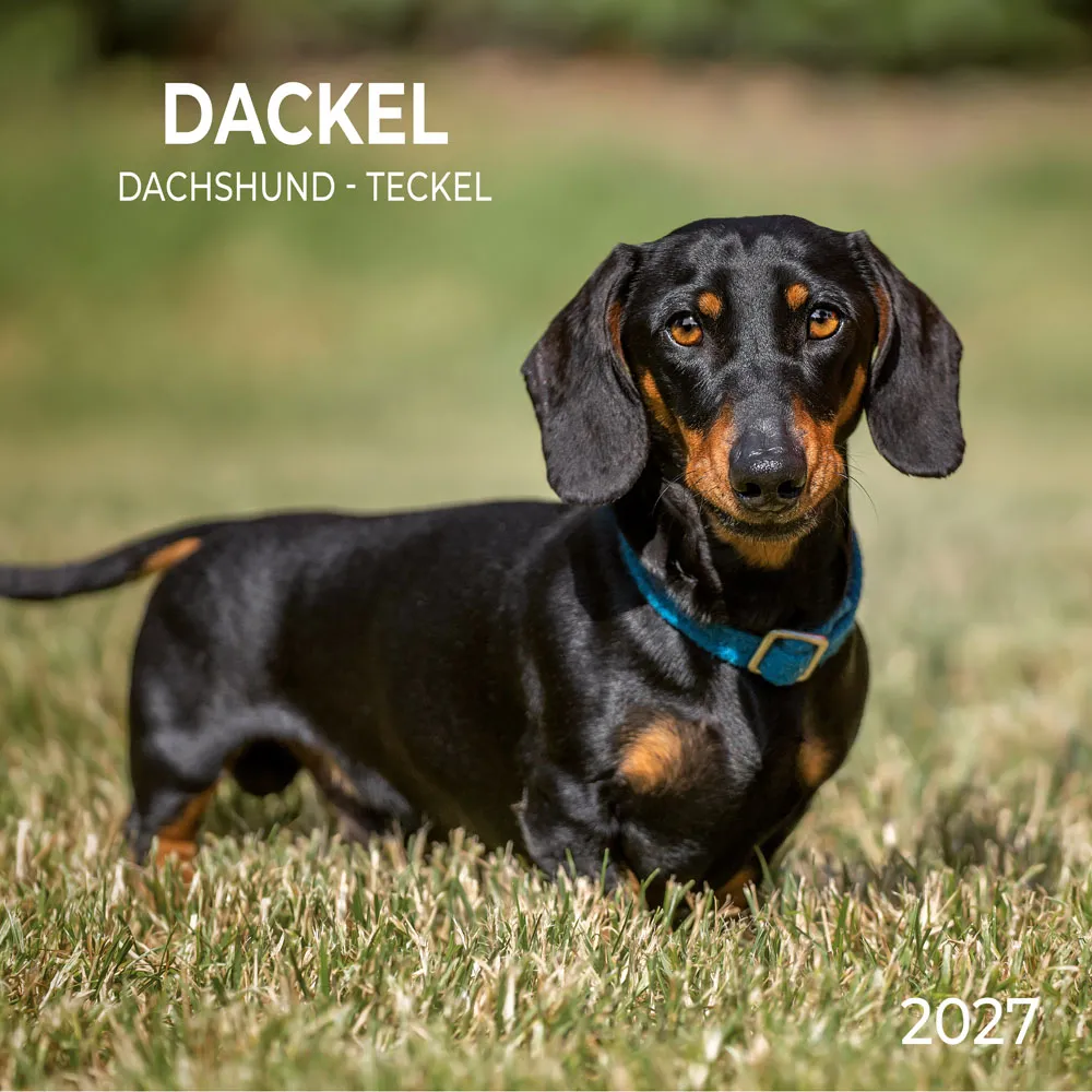 TUSHITA zidni kalendar DACKEL/SAUSAGE DOG 2027