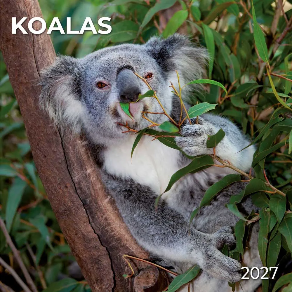 TUSHITA zidni kalendar KOALAS 2027 
