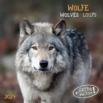 Zidni kalendar WOLVES / WOLFE 2024 