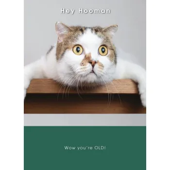 Rođendanska čestitka SHOCKED CAT 