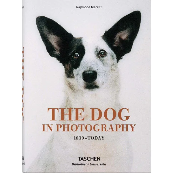 DOG IN PHOTOGRAPHY 