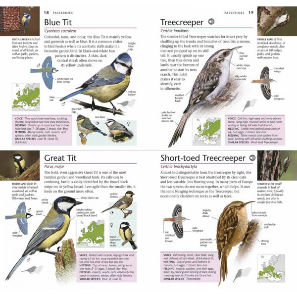 POCKET BIRDS OF BRITAIN AND EUROPE 