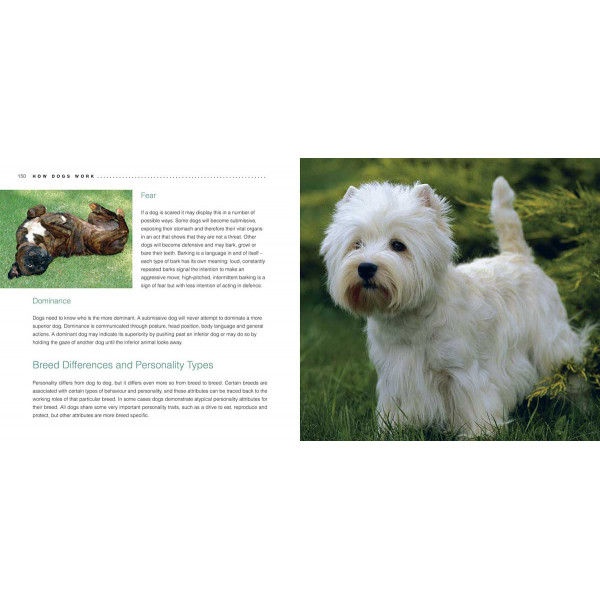 CHOOSING AND LOOKING AFTER YOUR DOG 