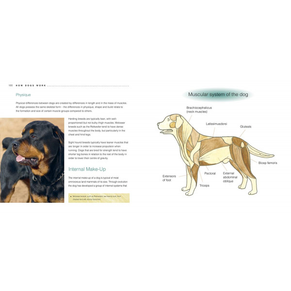 CHOOSING AND LOOKING AFTER YOUR DOG 