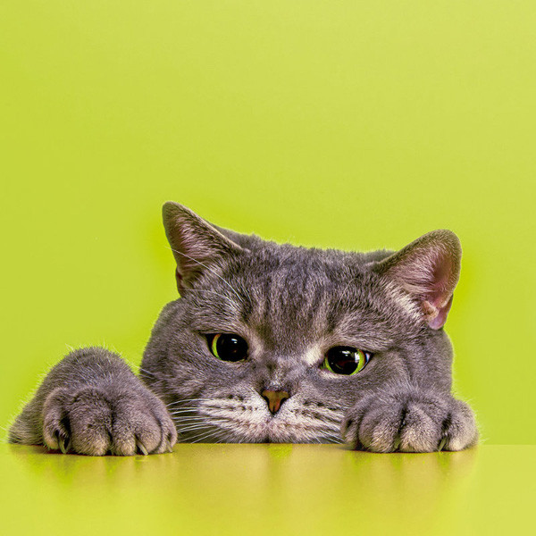 Zidni kalendar COOL CATS 2024 