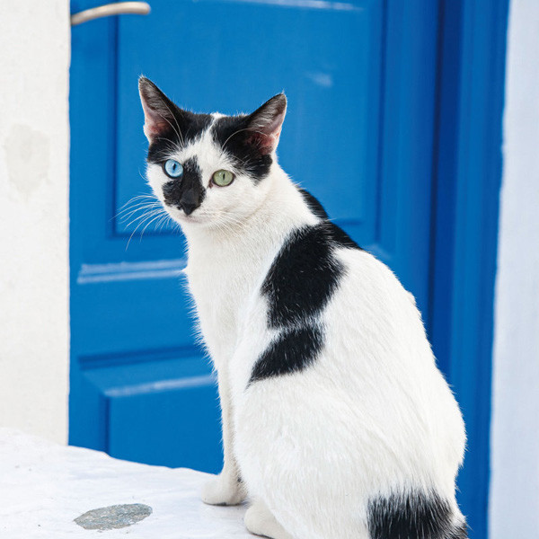 Zidni kalendar CATS 2024 