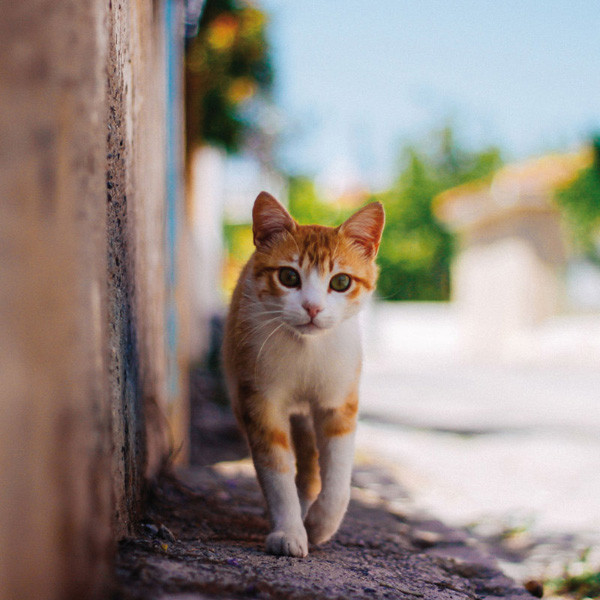 Zidni kalendar CATS 2024 