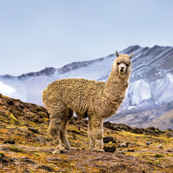 Zidni kalendar NO DRAMA LLAMA 2024 