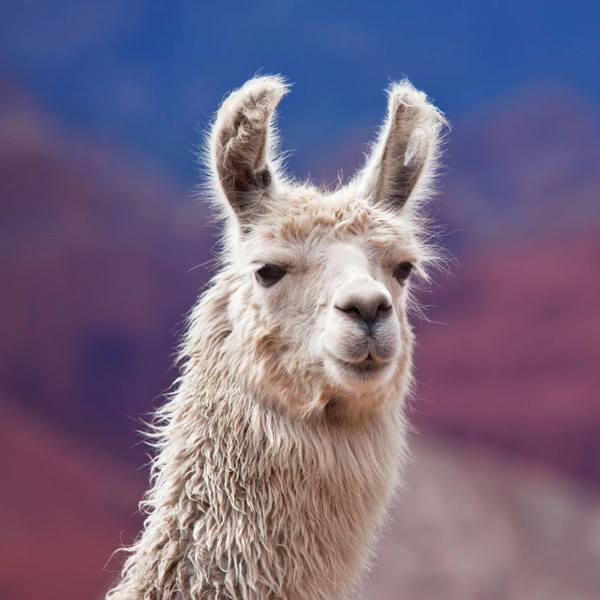 Zidni kalendar NO DRAMA LLAMA 2024 