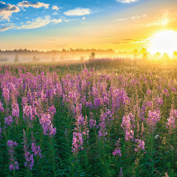 Zidni kalendar DIE SONNE GEHT AUF 2024 