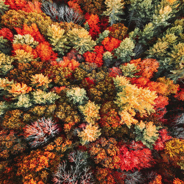 Zidni kalendar FOREST NATURE 2024 