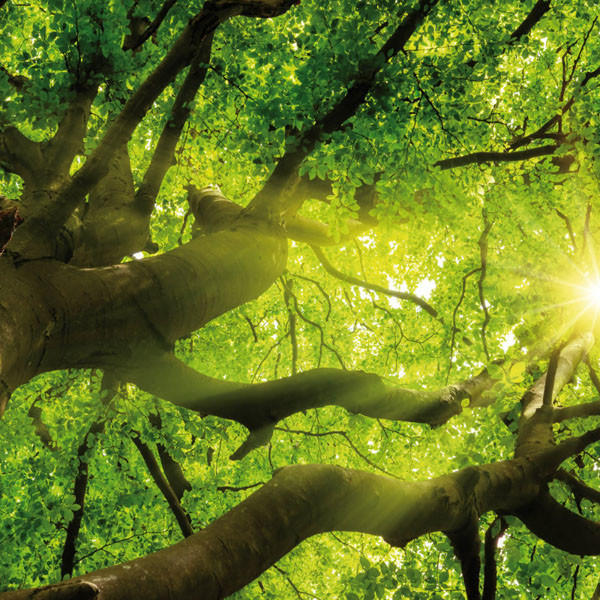 Zidni kalendar FOREST NATURE 2024 