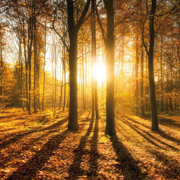 Zidni kalendar FOREST NATURE 2024 