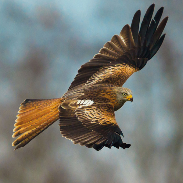 Zidni kalendar BEDROHTE TIERWELT (NEU) 2024 