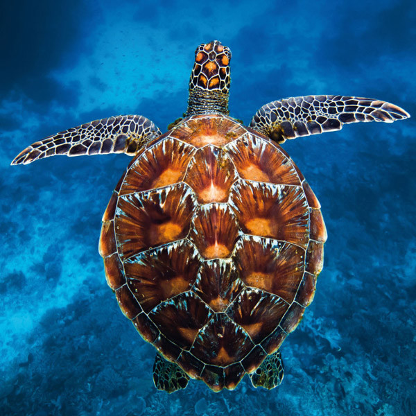 Zidni kalendar BEDROHTE TIERWELT (NEU) 2024 