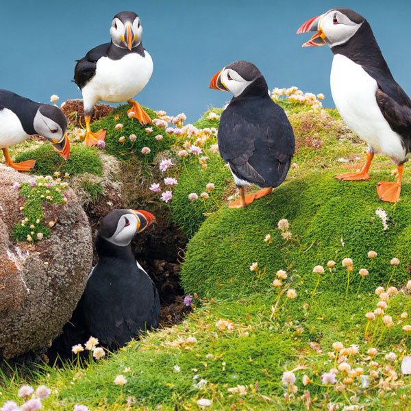 Zidni kalendar BEDROHTE TIERWELT (NEU) 2024 