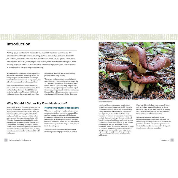 MUSHROOM HUNTING FOR BEGINNERS 