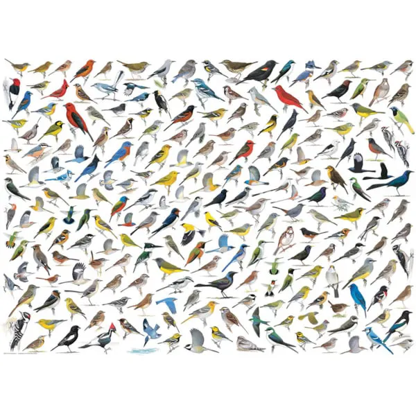 Puzzle THE WORLD OF BIRDS 1000kom 