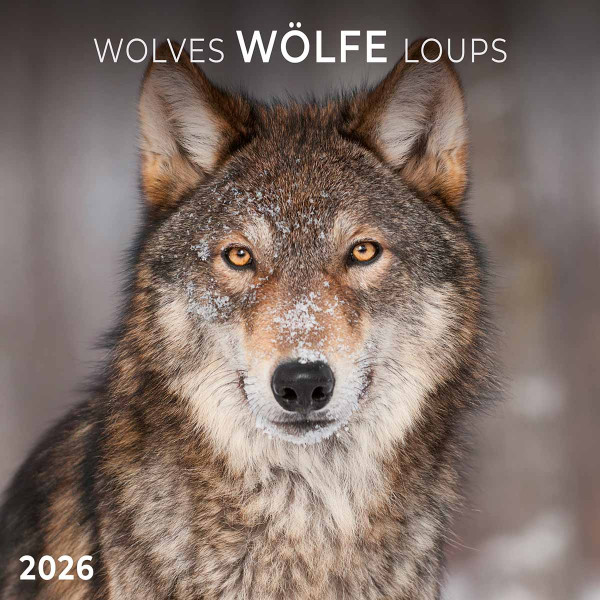 Zidni kalendar 2026 WOLVES 