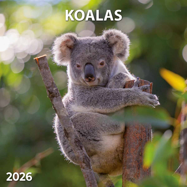 Zidni kalendar 2026 KOALA 