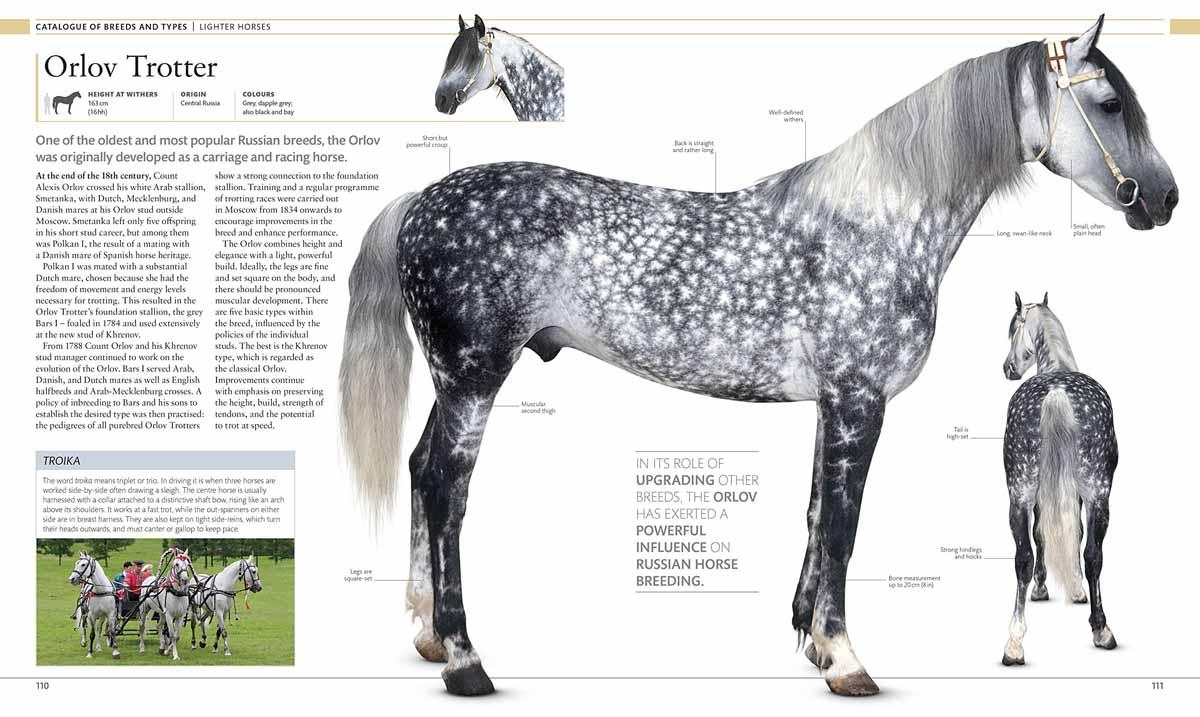 THE HORSE ENCYCLOPEDIA 
