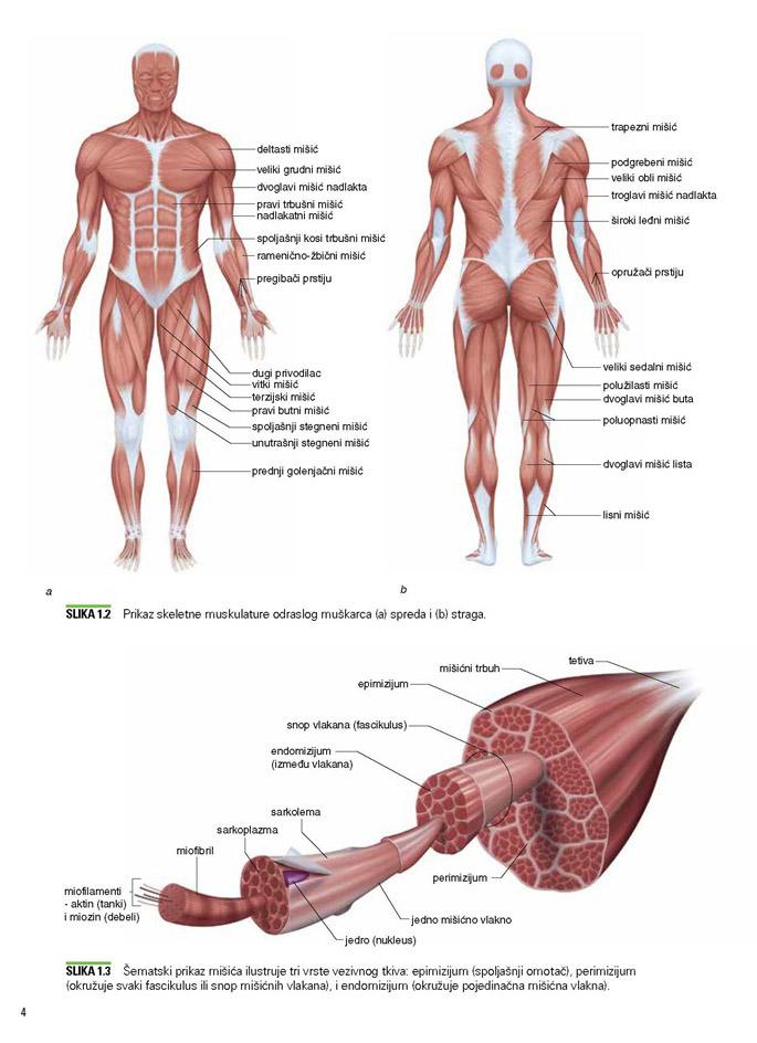 OSNOVE TRENINGA SNAGE I KONDICIONOG TRENINGA 4. izdanje 