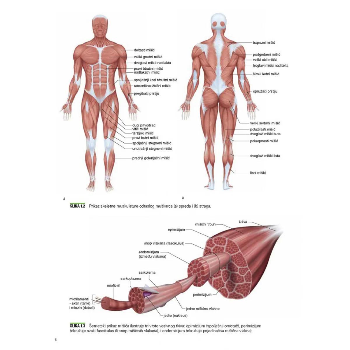 OSNOVE TRENINGA SNAGE I KONDICIONOG TRENINGA 4. izdanje 