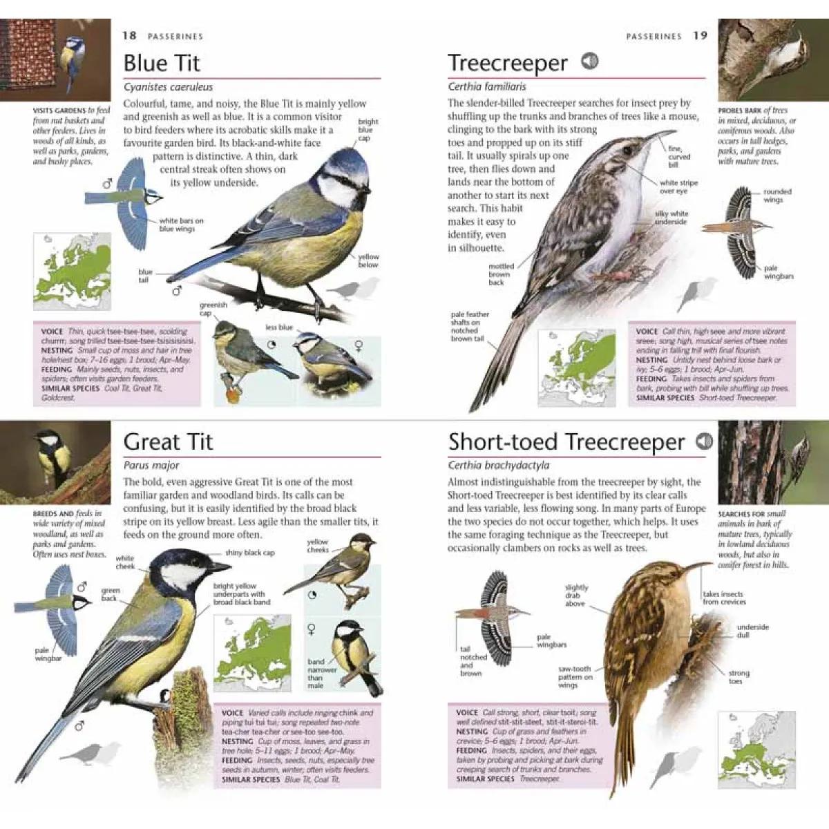 POCKET BIRDS OF BRITAIN AND EUROPE 