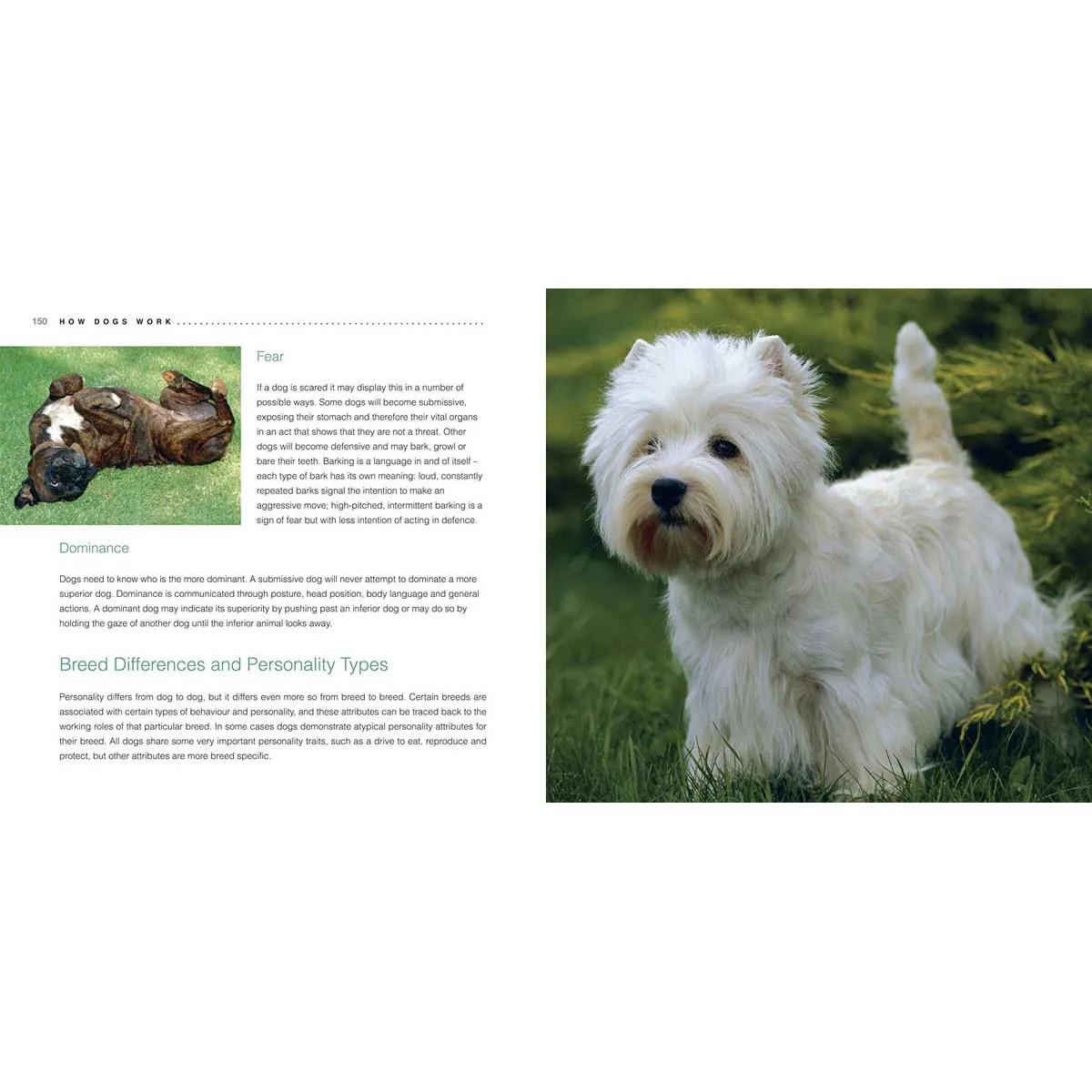 CHOOSING AND LOOKING AFTER YOUR DOG 