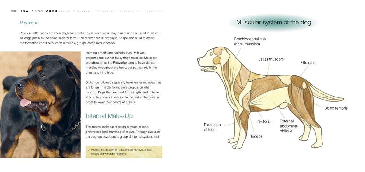 CHOOSING AND LOOKING AFTER YOUR DOG 