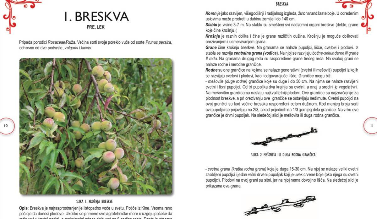 BRESKVA KAJSIJA ŠLJIVA 