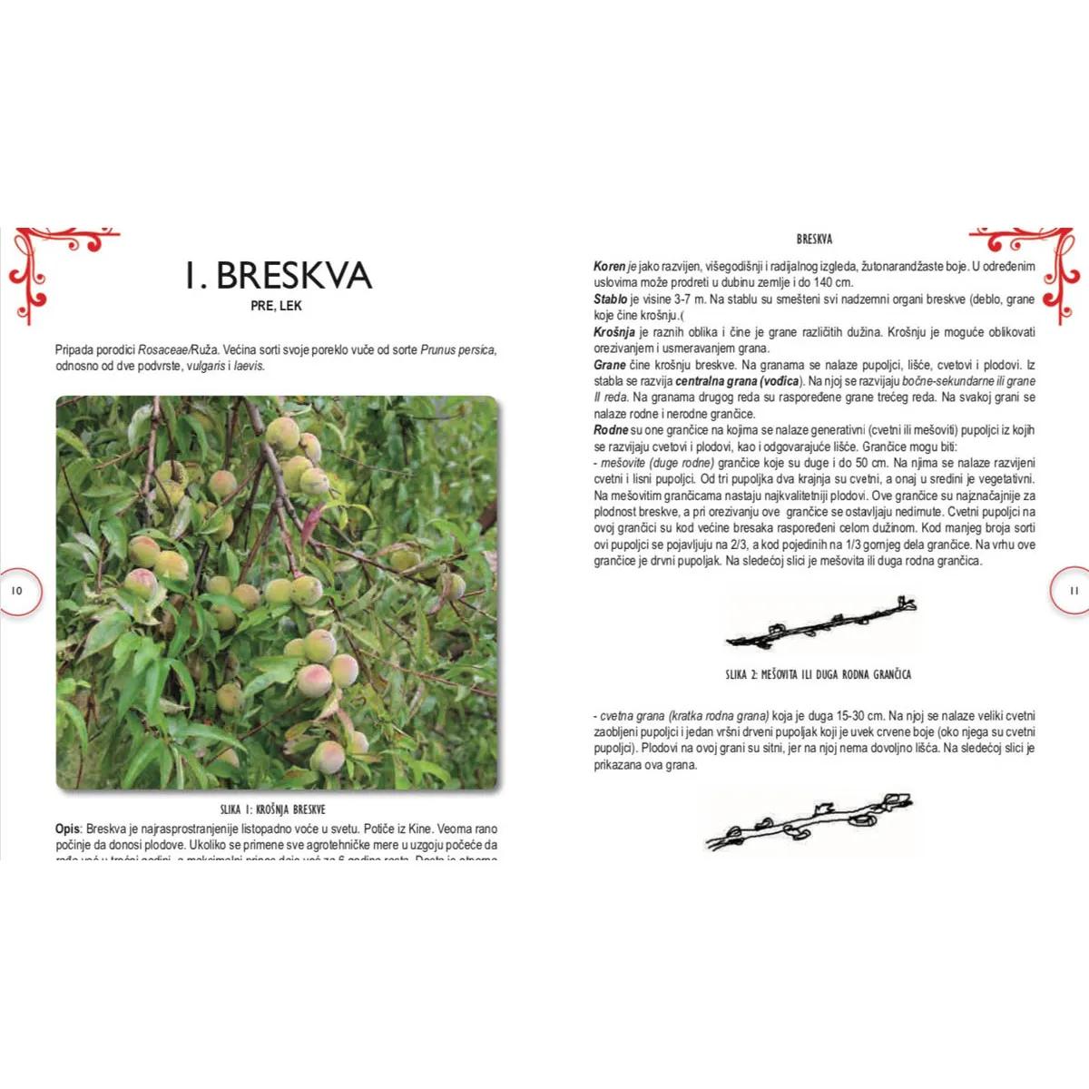 BRESKVA KAJSIJA ŠLJIVA 