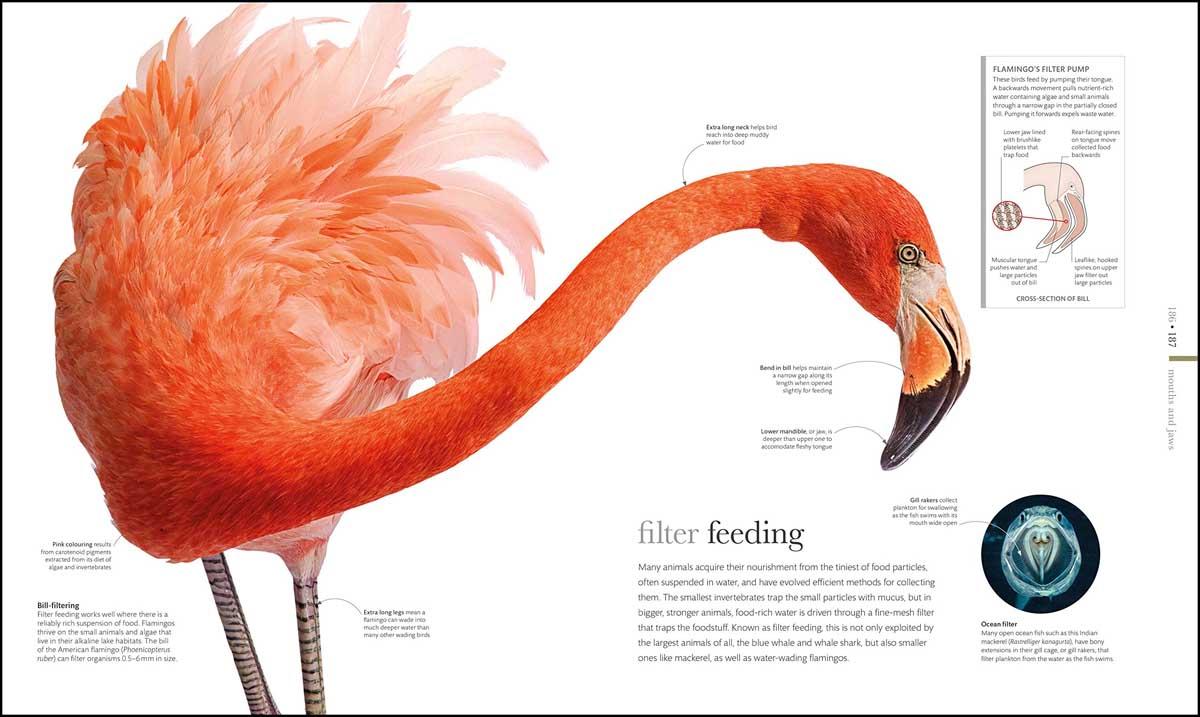 THE SCIENCE OF ANIMALS 