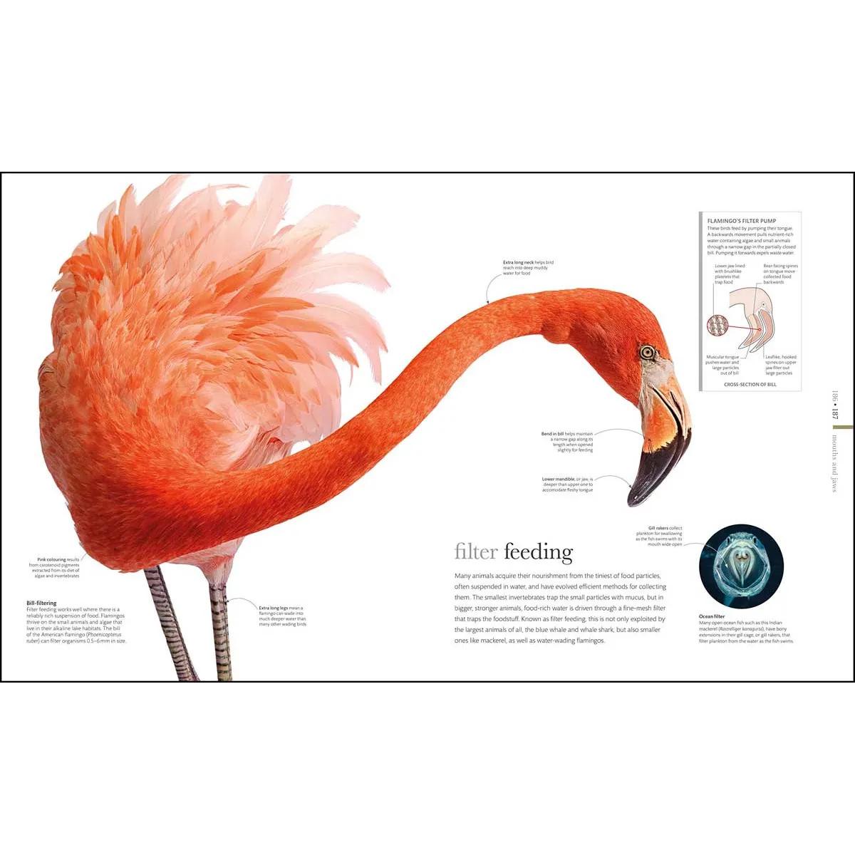 THE SCIENCE OF ANIMALS 