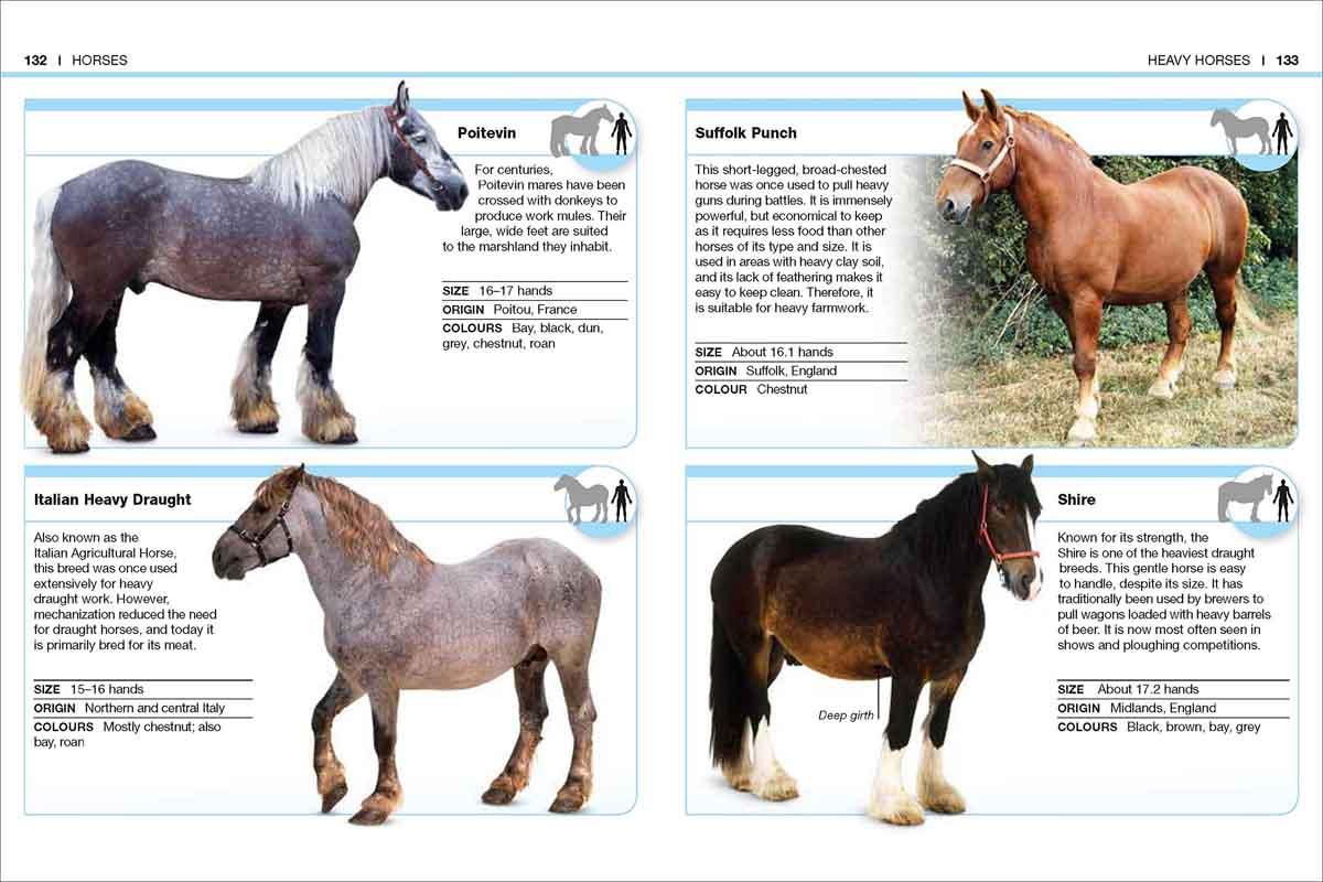 POCKET EYEWITNESS HORSES 