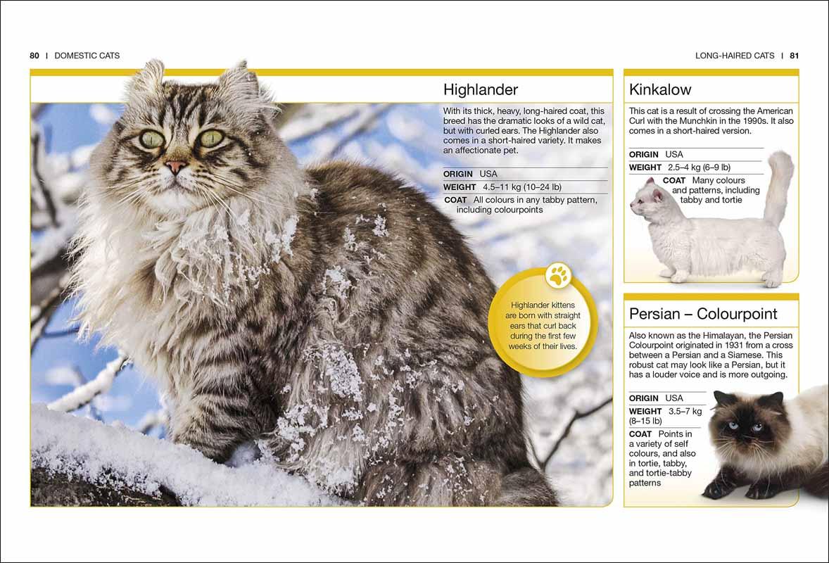 POCKET EYEWITNESS CATS 