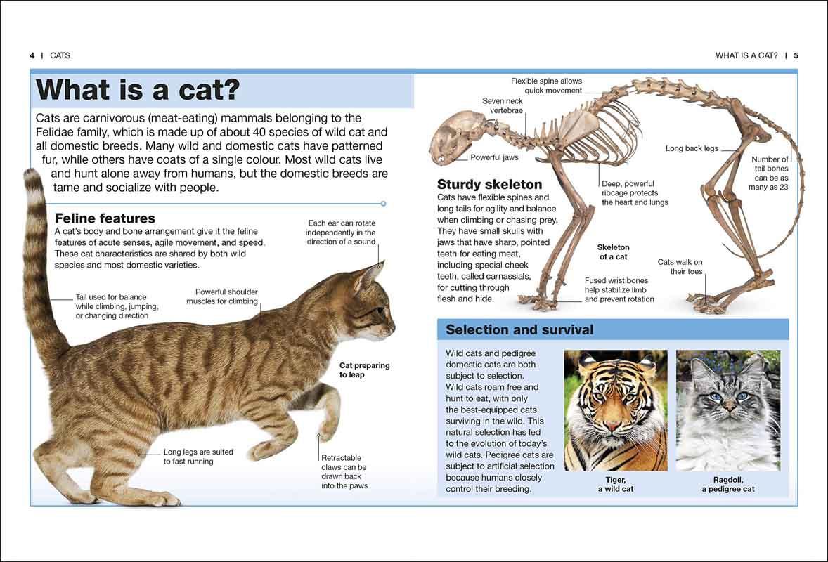 POCKET EYEWITNESS CATS 