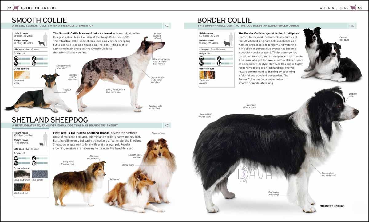 THE COMPLETE DOG BREED 