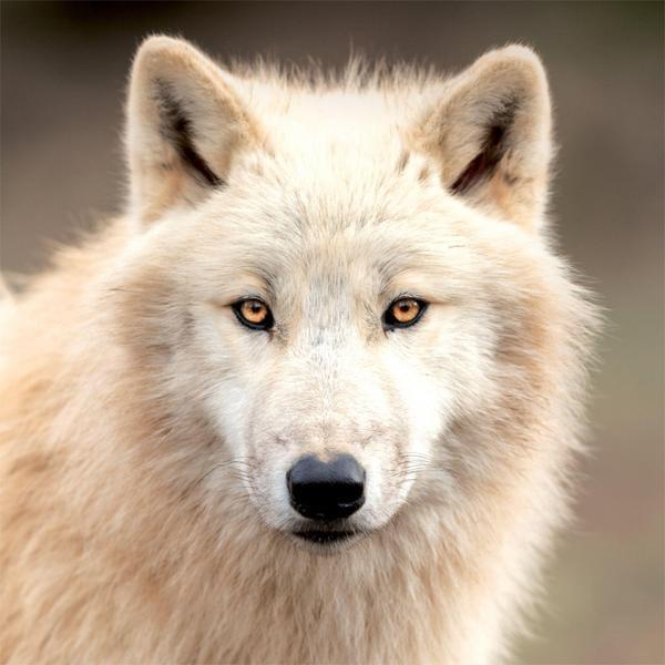 Zidni kalendar 2023 - VUKOVI 