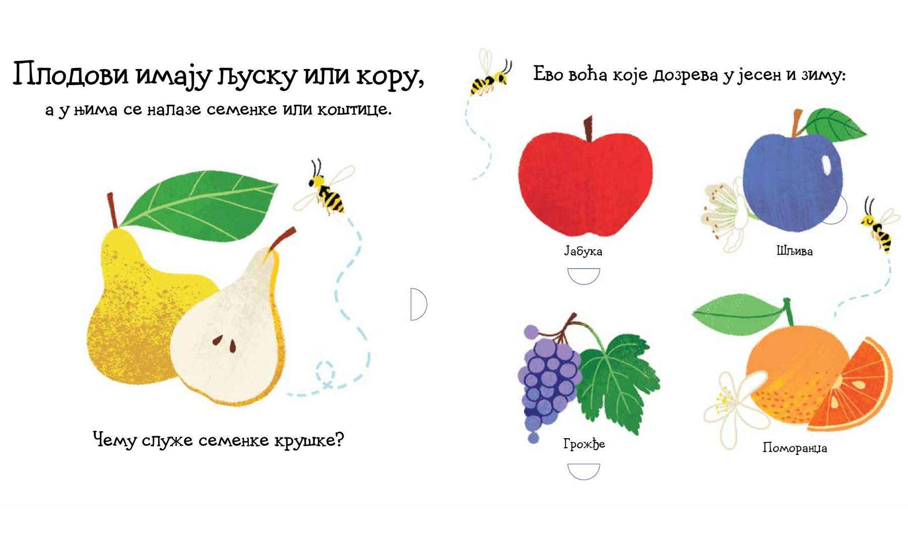 VOĆE: SLIKOVNICA S PROZORČIĆIMA I TOČKIĆIMA 