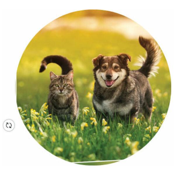 Slikanje cirkonima DIAMOND PAINTING 30x40 cm Kuca i maca 