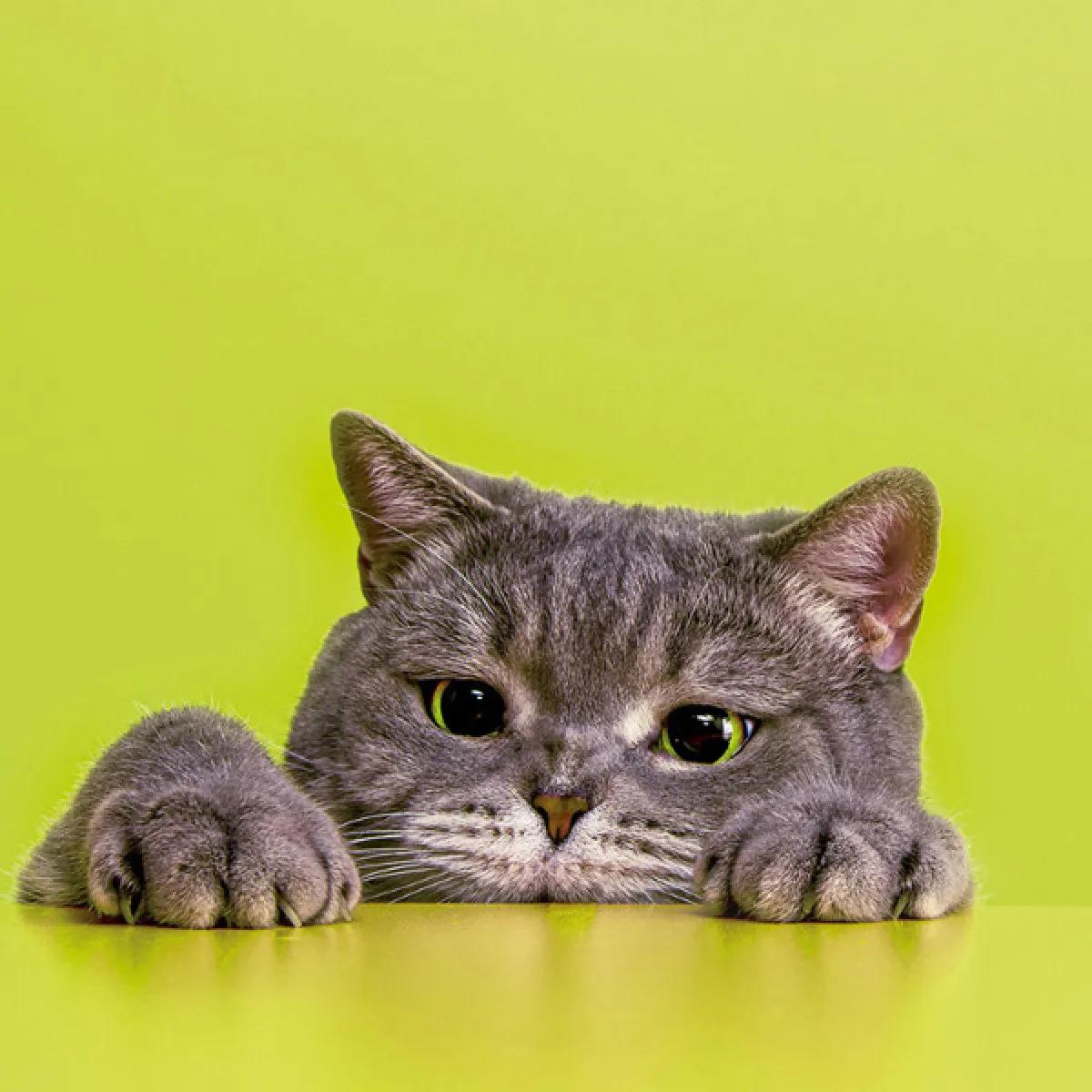 Zidni kalendar COOL CATS 2024 