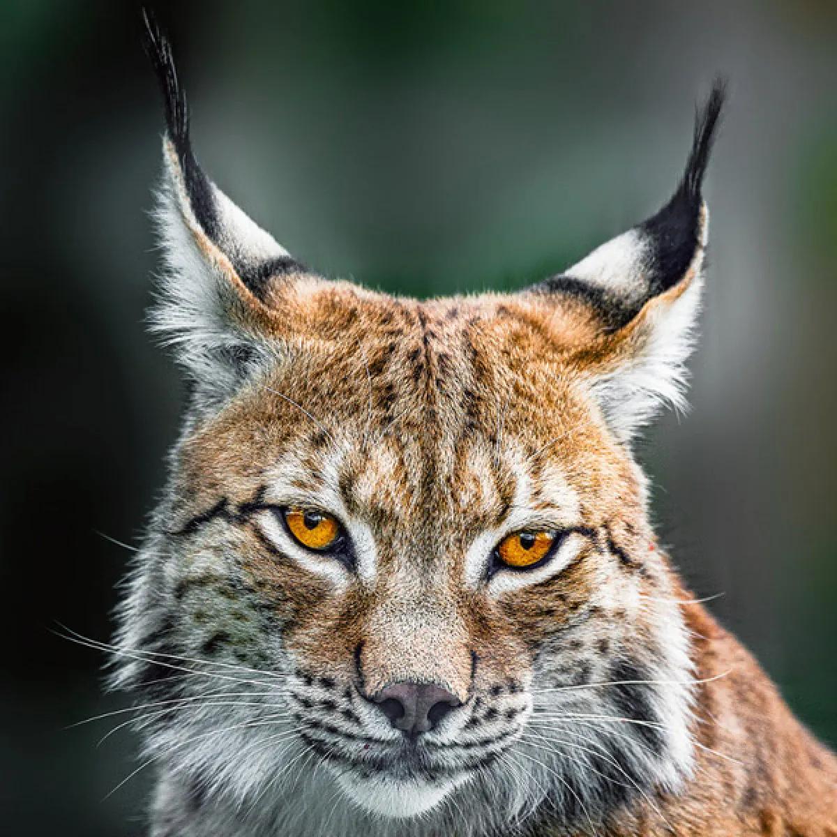 Zidni kalendar BIG CATS (NEU) 2024 